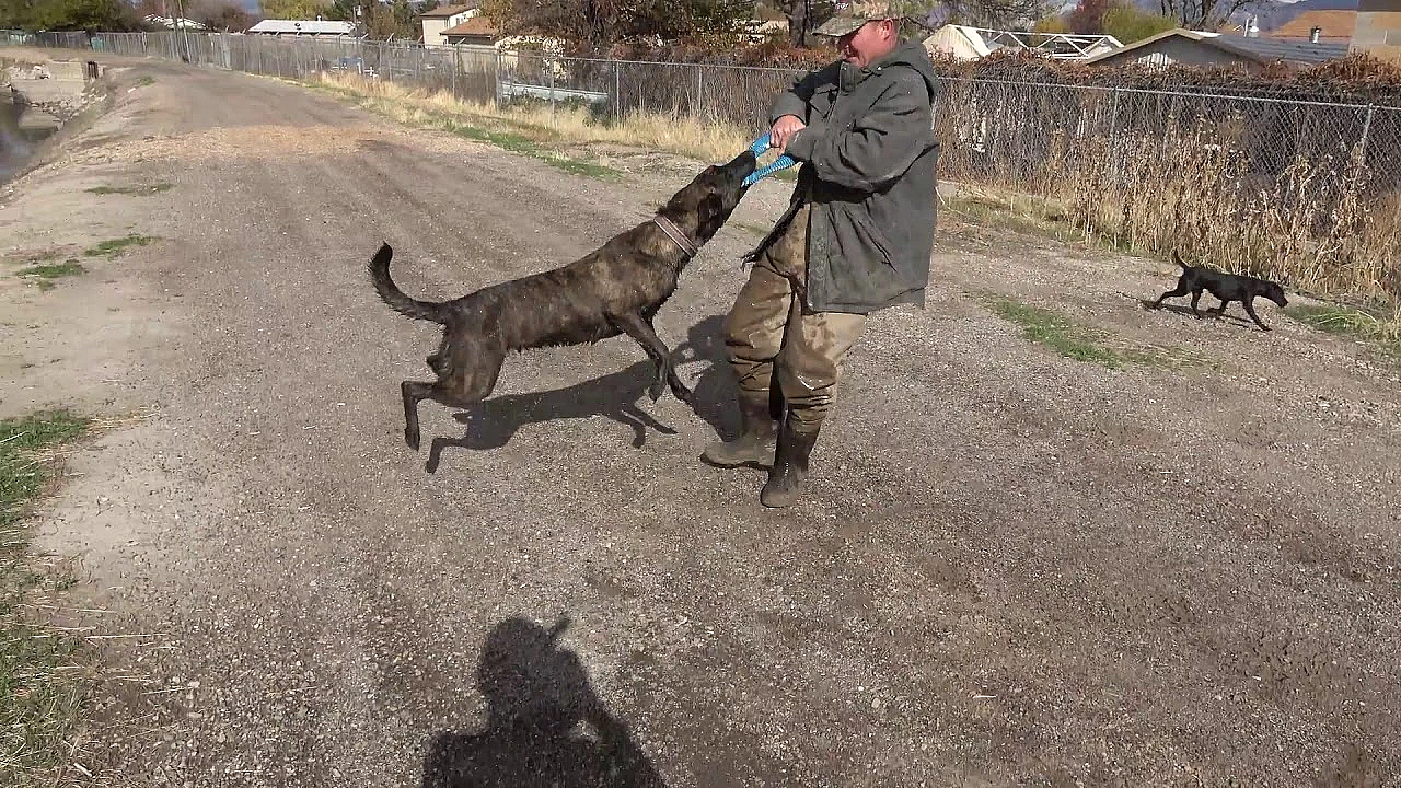 First Muskrat For Saber And Houdini