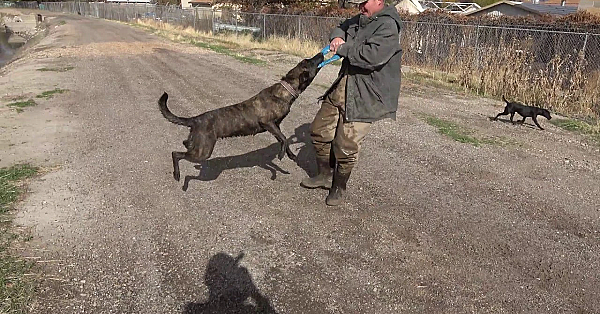 First Muskrat For Saber And Houdini