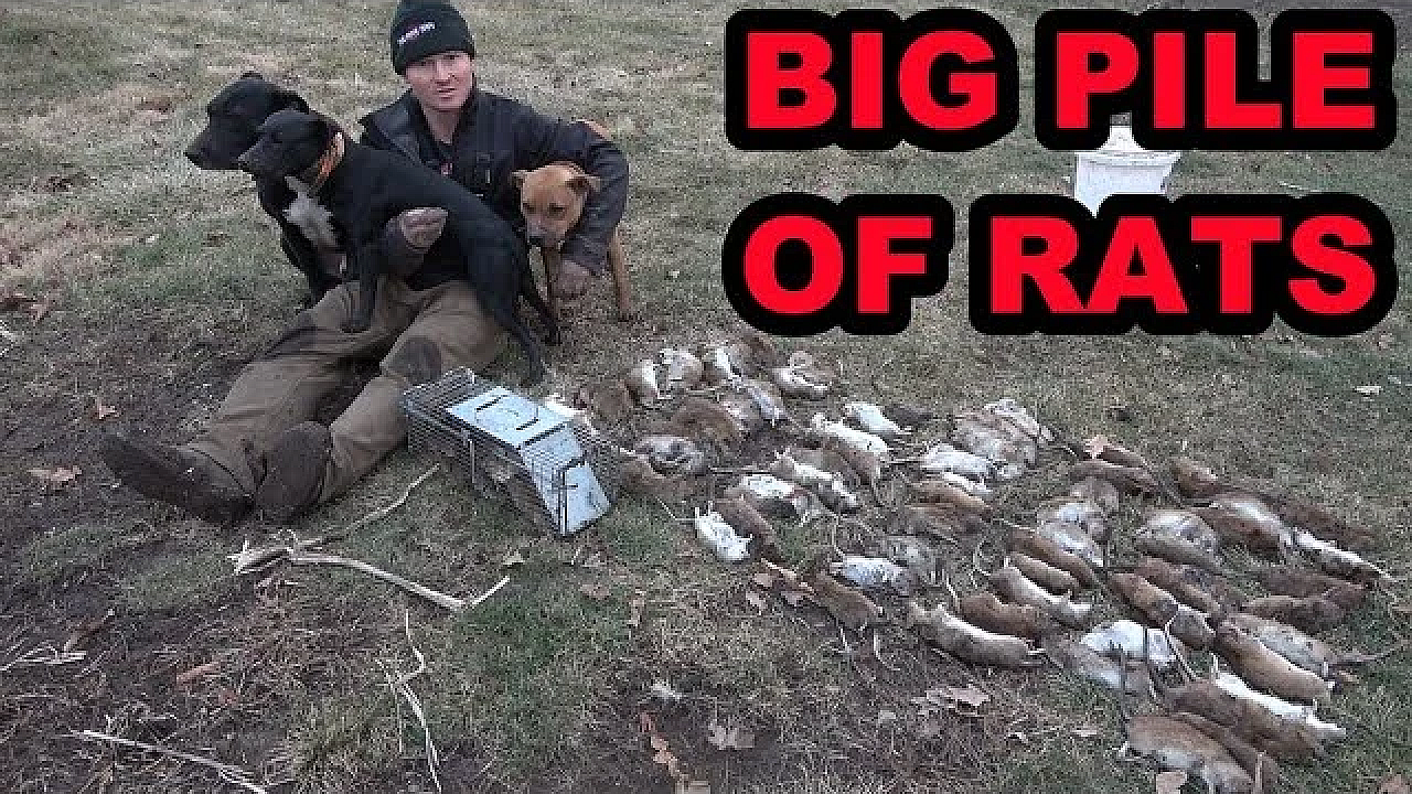 Mink And Dogs Catch A Big Pile Of Rats On A Pheasant Farm.