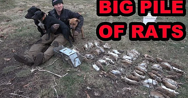 Mink And Dogs Catch A Big Pile Of Rats On A Pheasant Farm.