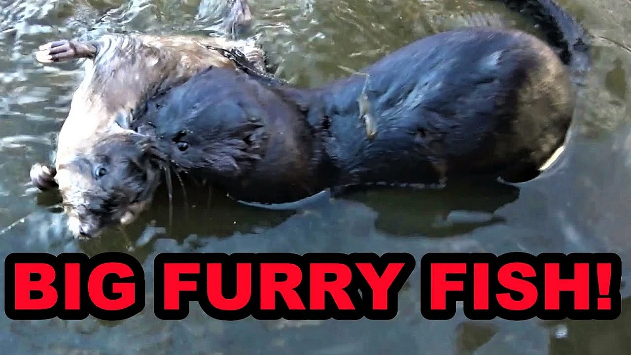 Fishing With Boon Turned Muskrat Hunt!