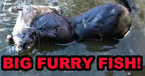 Fishing With Boon Turned Muskrat Hunt!