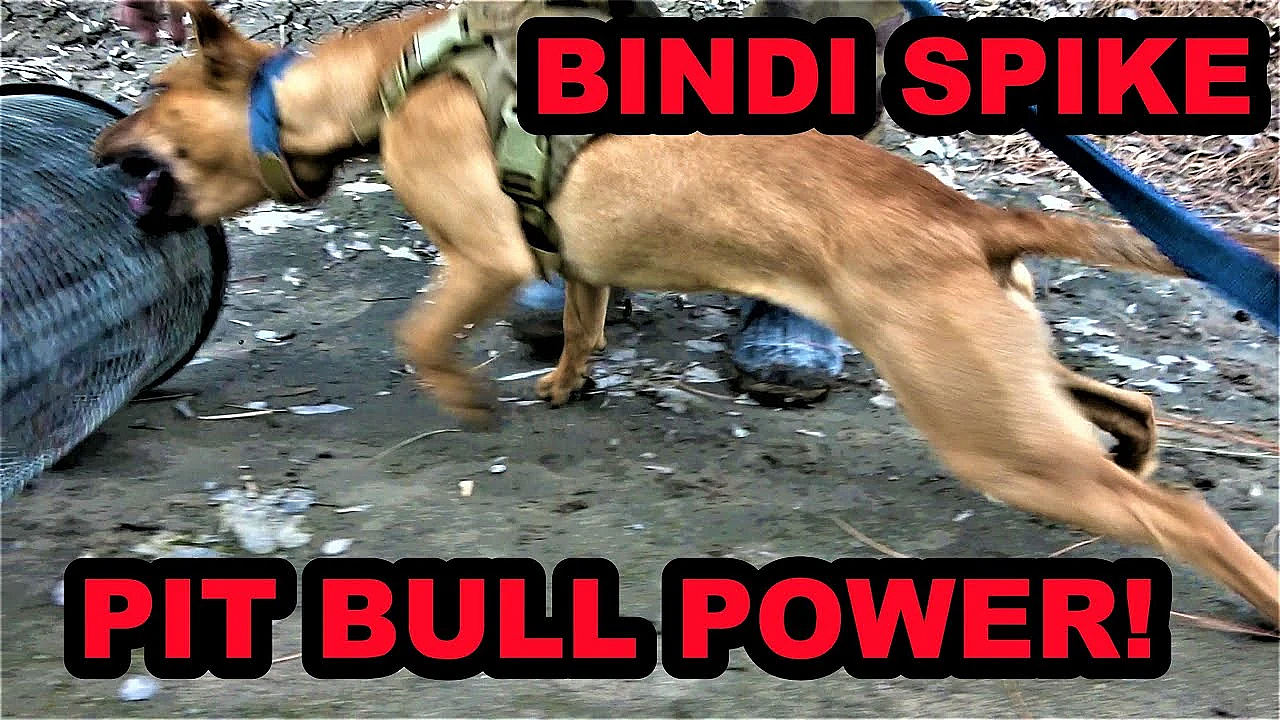 One Intense Pit Bull Puppy! Bindi Spike!!!