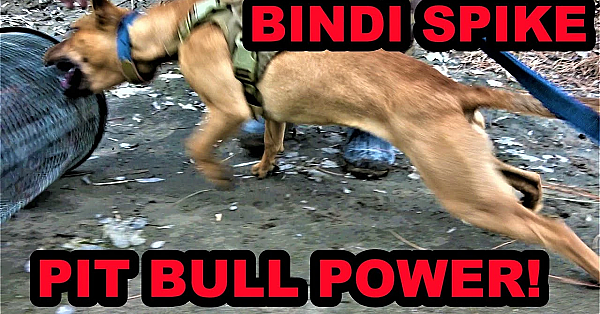 One Intense Pit Bull Puppy! Bindi Spike!!!