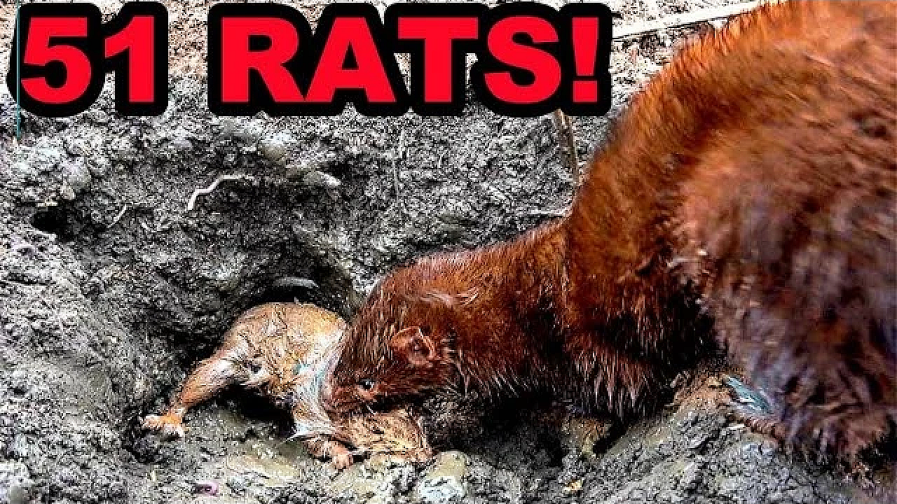 Sherlock The Destroyer! Mink And Dogs Cleanup Rat Infestation.