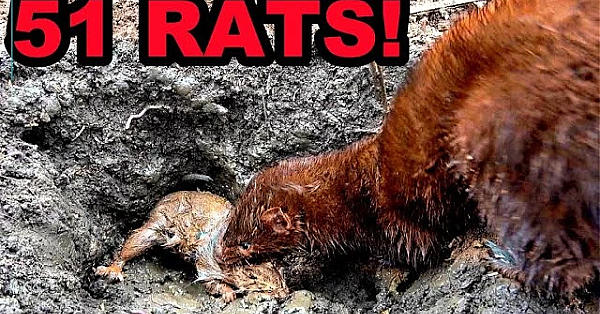 Sherlock The Destroyer! Mink And Dogs Cleanup Rat Infestation.
