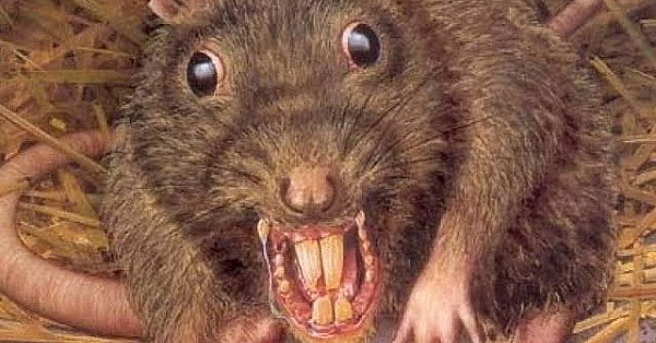 Will You Be My Neighborhood Rat