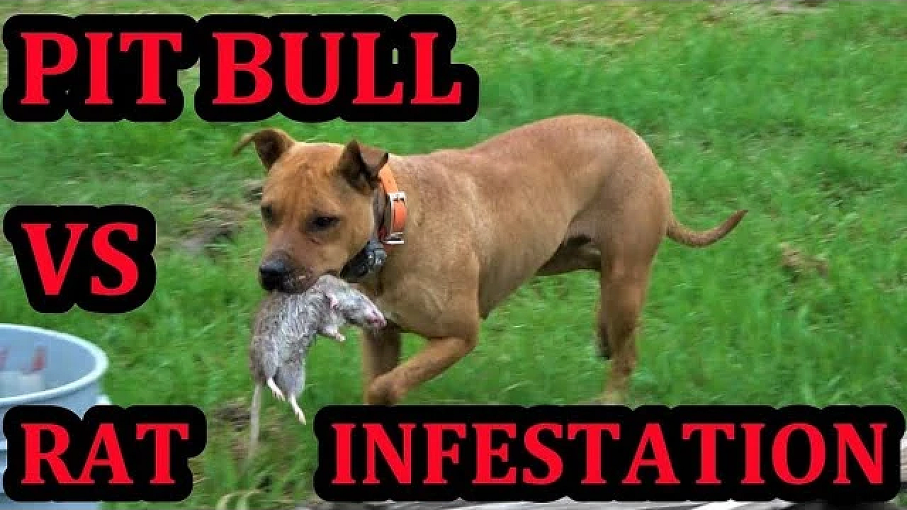 Big Messy Rat Infestation!