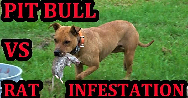 Big Messy Rat Infestation!