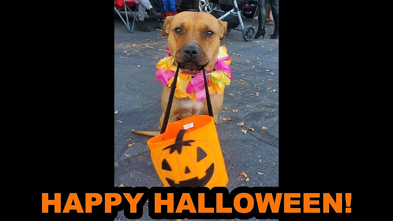 Happy Halloween From Bindi