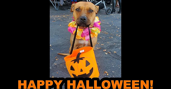 Happy Halloween From Bindi