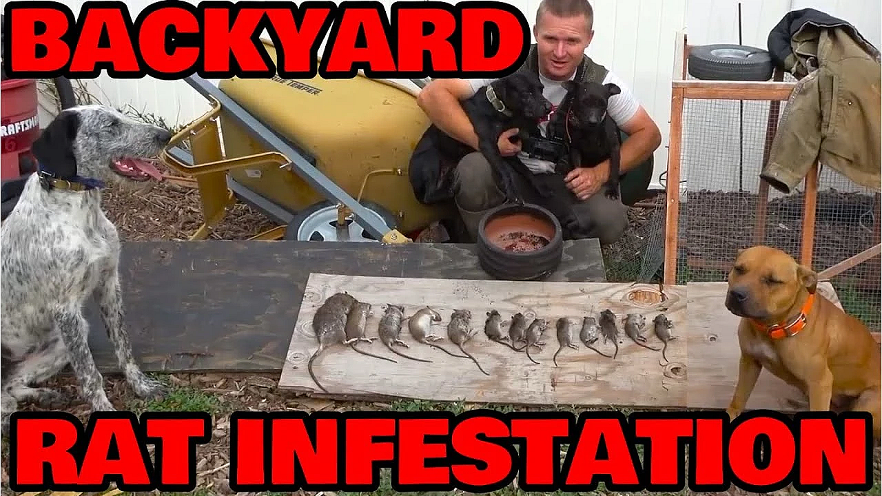 Cleaning Up Backyard Rats!