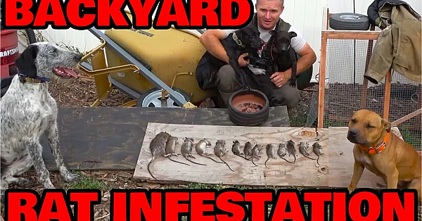 Cleaning Up Backyard Rats!