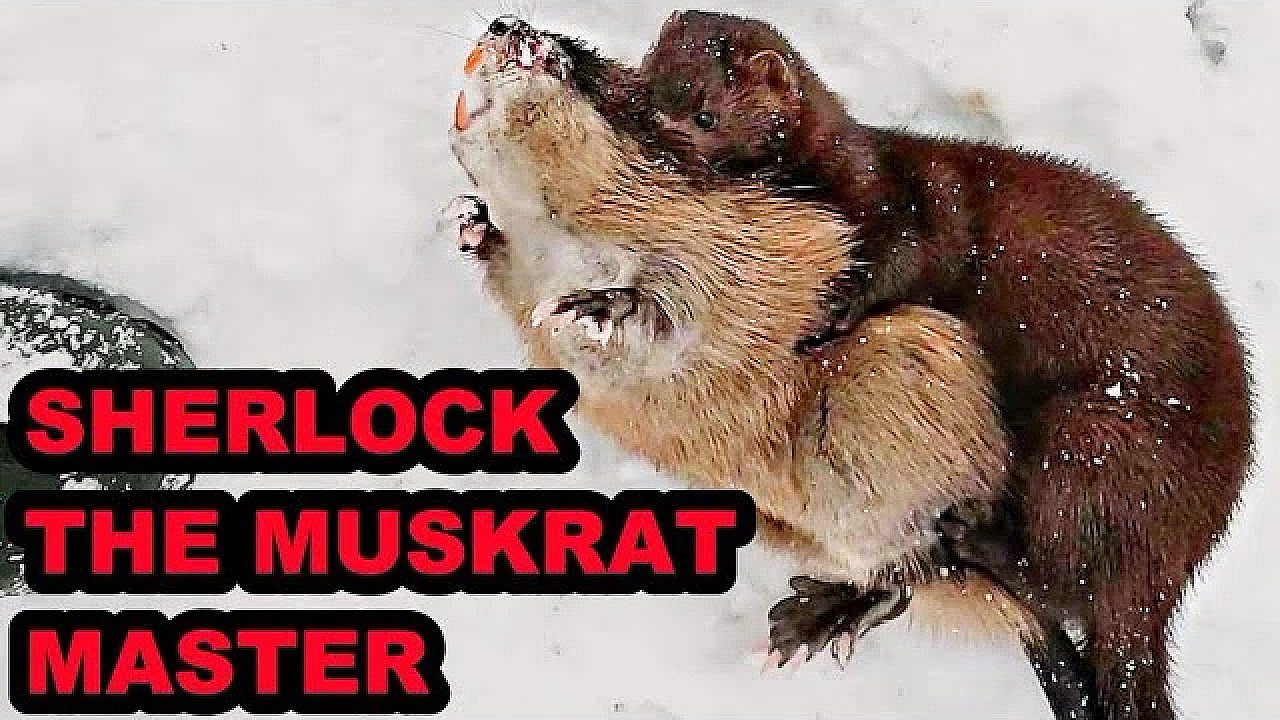 Sherlock Nails His 2nd Muskrat!