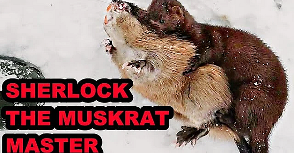 Sherlock Nails His 2nd Muskrat!
