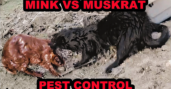 Mink And Dogs Catching Muskrats On The Canal.