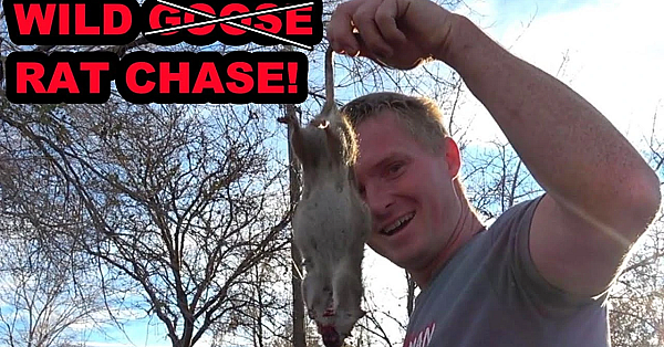 Wild Rat Chase At The Farm!