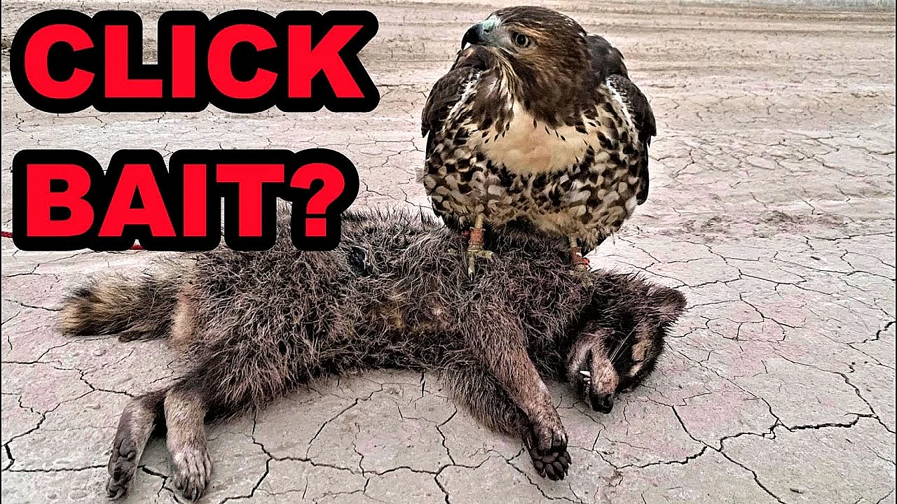 Was It A Red-tailed Hawk Or Little Leia???