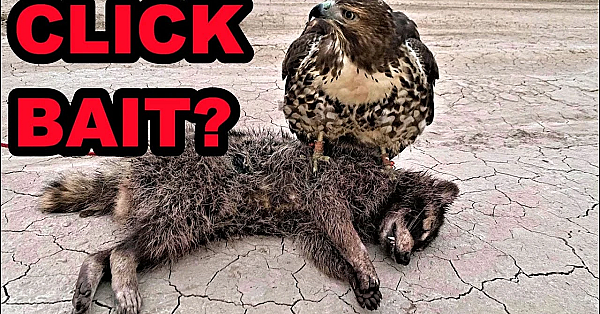 Was It A Red-tailed Hawk Or Little Leia???