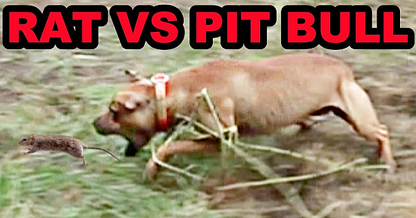 The Ratting Super Bowl I