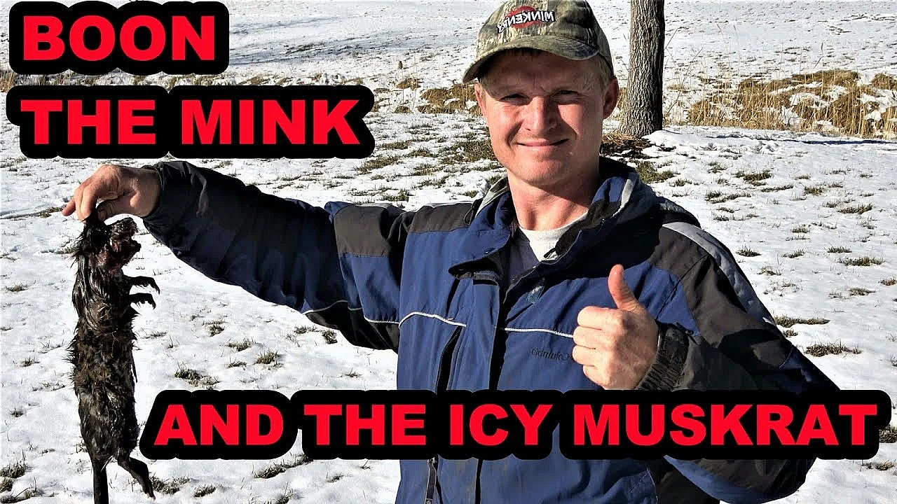 Icy Muskrat Caught With Boon The Mink.