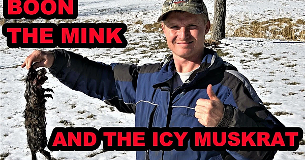 Icy Muskrat Caught With Boon The Mink.