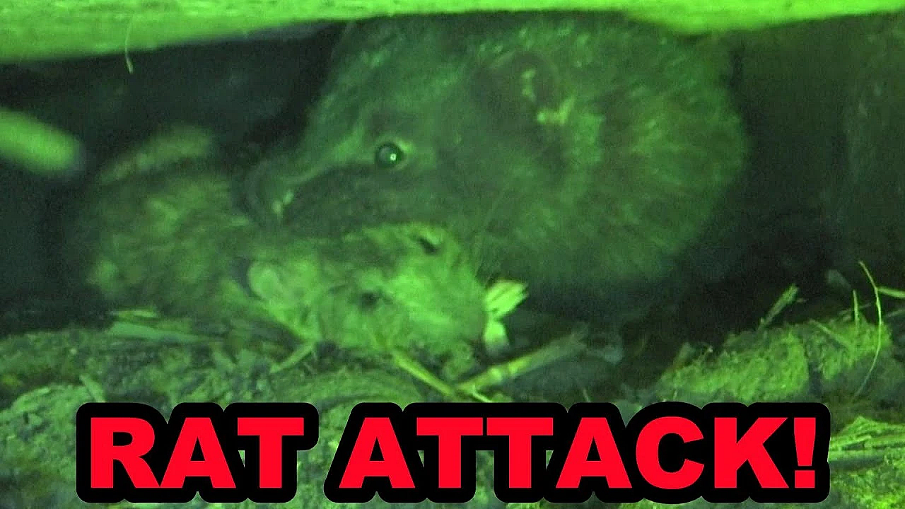 Rat Infested Chicken Coop!