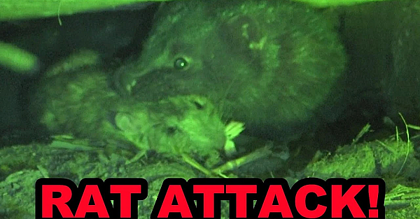 Rat Infested Chicken Coop!