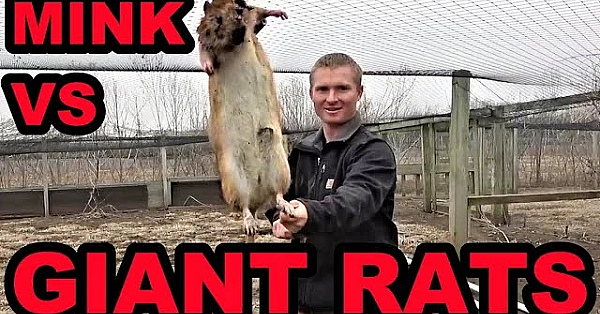 Mink And Dogs Clean Up Giant Rat Infestation!