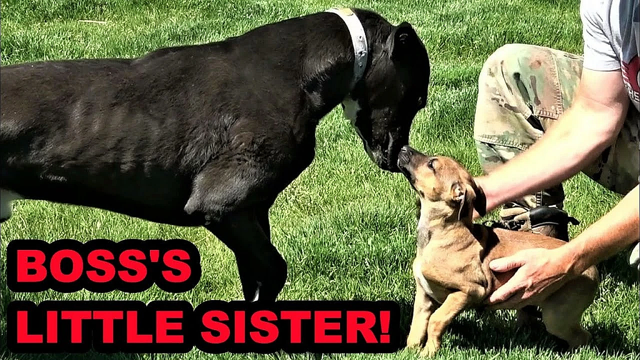 Raptor Update And Boss's Little Sister!