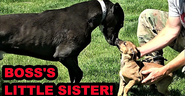 Raptor Update And Boss's Little Sister!