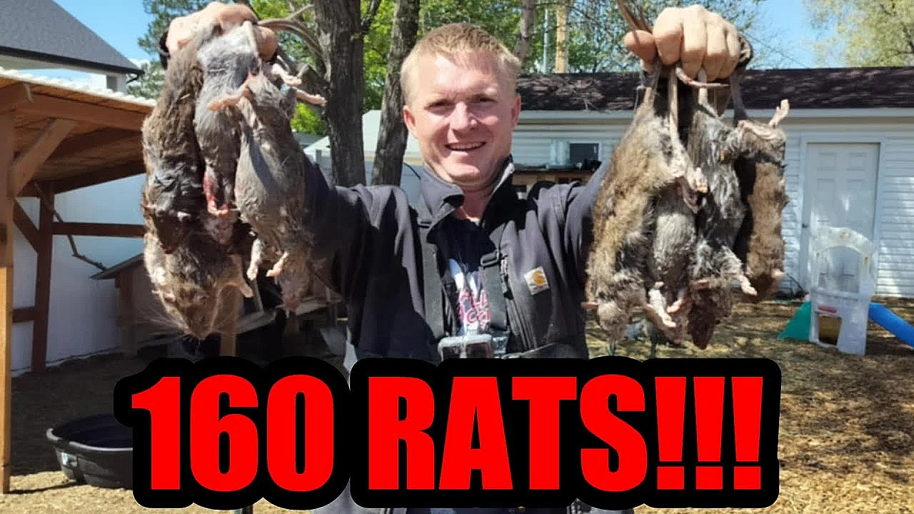 160 Rats Eradicated From Farm By Mink And Dogs.
