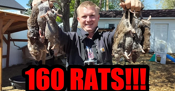 160 Rats Eradicated From Farm By Mink And Dogs.