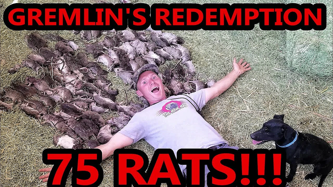 Gremlin's Redemption- 75 Rats!!!!