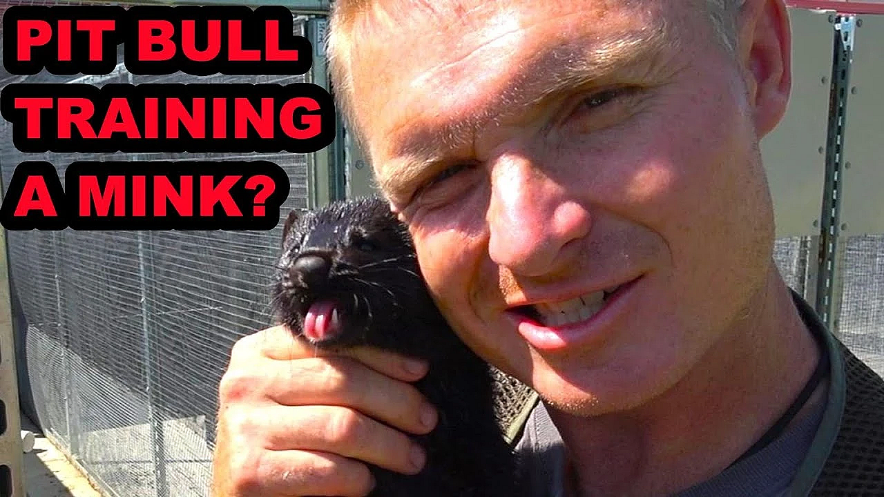 What? Can A Pit Bull Train A Mink???