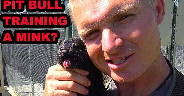What? Can A Pit Bull Train A Mink???