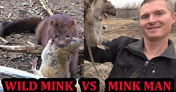Did A Wild Mink Beat The Mink Man???