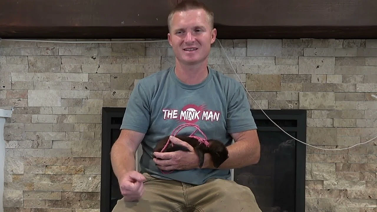 Why I Use Mink For Ratting