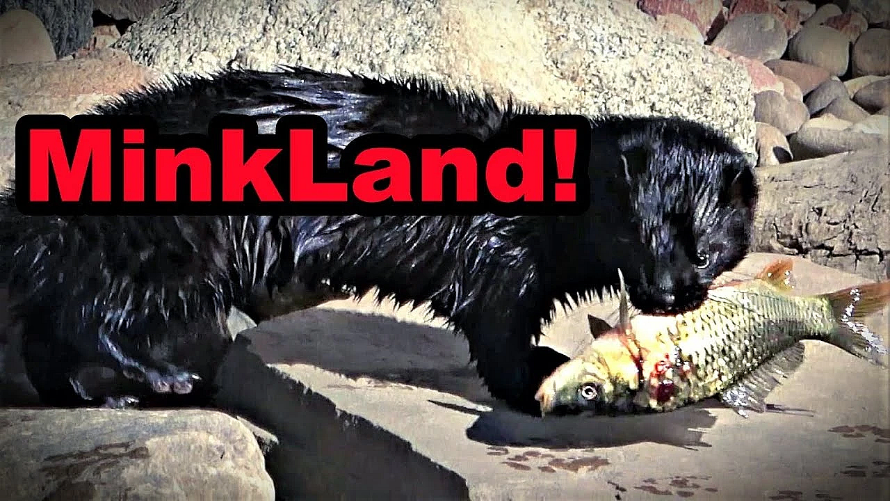 Hord Of Mink Fishing In Minkland!