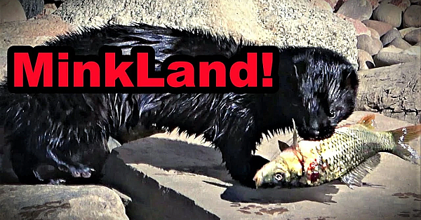 Hord Of Mink Fishing In Minkland!