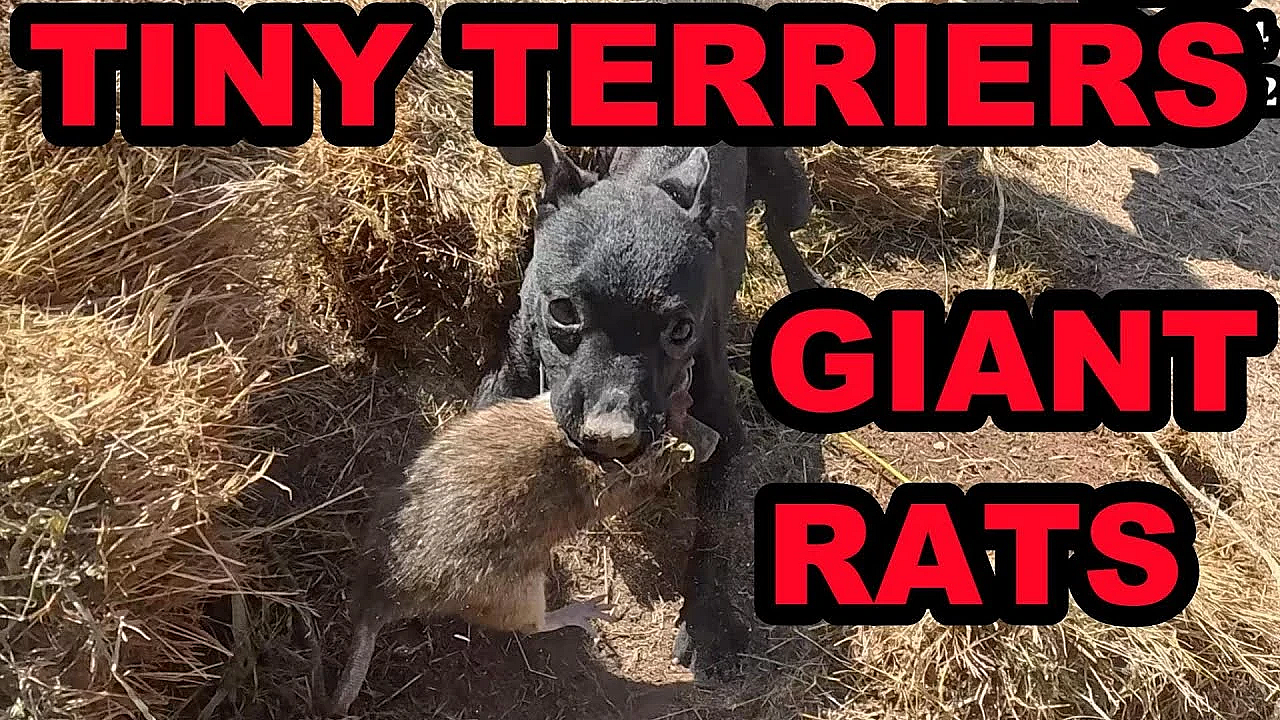 138 Giant Rats Vs 2 Tiny Terriers And A Pit Bull.