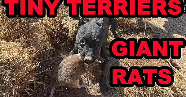 138 Giant Rats Vs 2 Tiny Terriers And A Pit Bull.