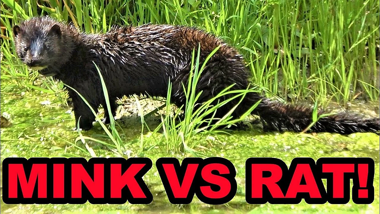 Boon Demolishes Swamp Rat!