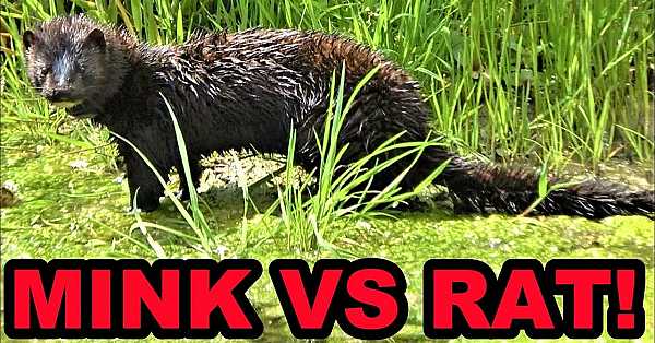 Boon Demolishes Swamp Rat!