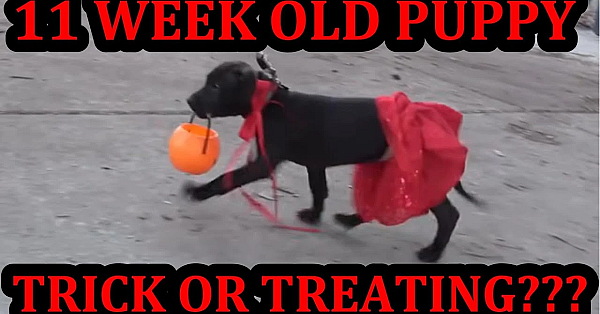Can 11 Week Old Grit Learn To Trick Or Treat Like Bindi?