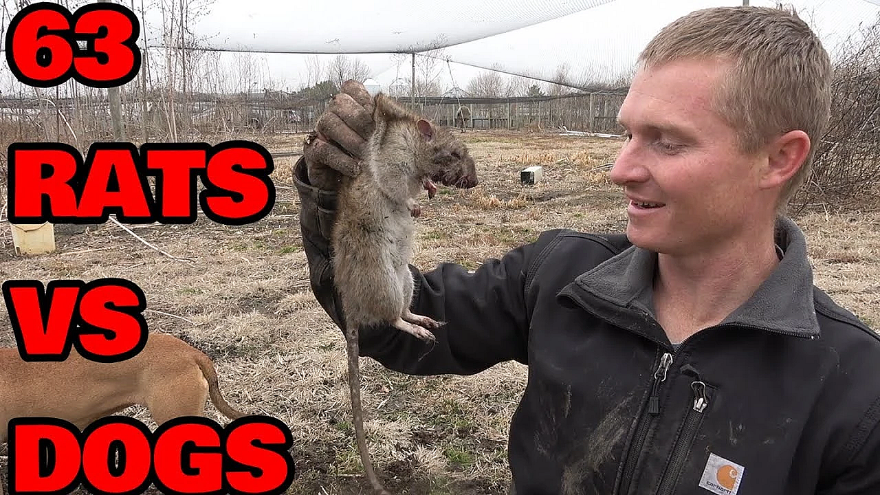 Rat Infestation At Pheasant Farm Destroyed By Dogs