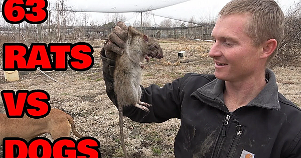 Rat Infestation At Pheasant Farm Destroyed By Dogs