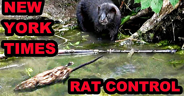 Catching Rats With The New York Times!