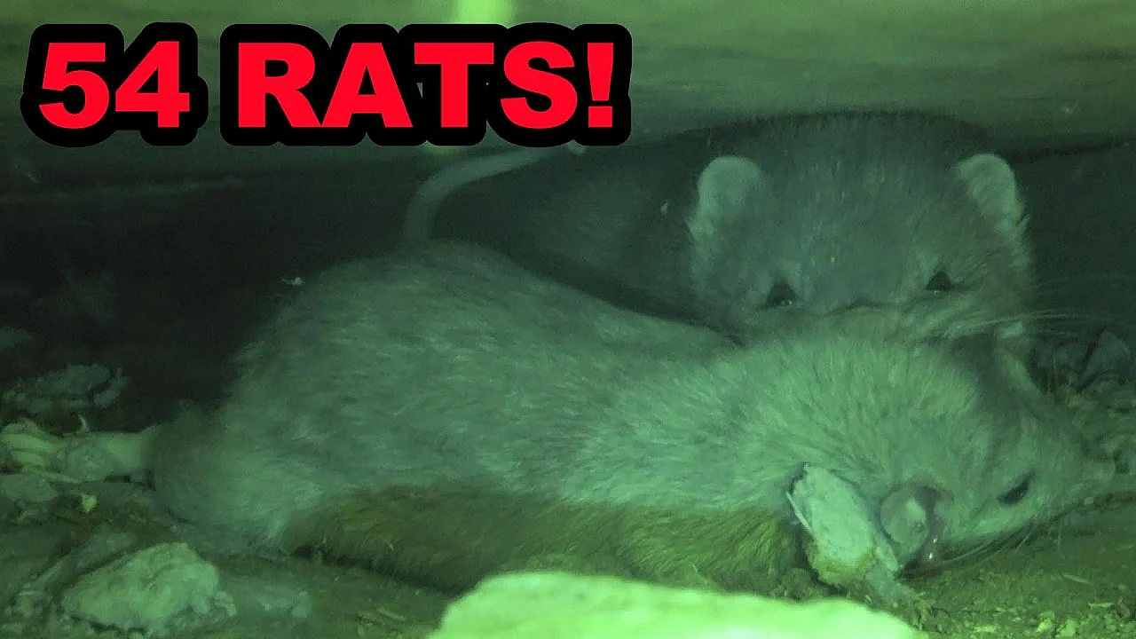 Mink And Dogs Catch 54 Rats At A Farm!