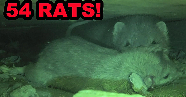 Mink And Dogs Catch 54 Rats At A Farm!